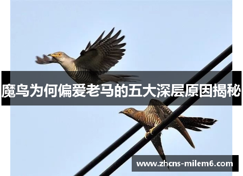 魔鸟为何偏爱老马的五大深层原因揭秘
